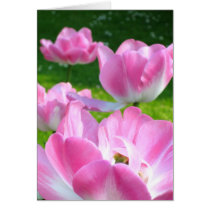 Tulipanes rosados - tarjeta tarjetas