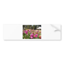 Tulipanes rosados y rojizos pegatinas de parachoque