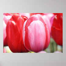 Tulipanes rosados y rojos poster