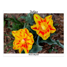 Tulipanes Tarjeta Postal