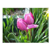 Tulipanes Tarjeta Postal