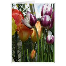 Tulipanes Tarjetas