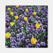 Tulipanes y flores de las violas iman