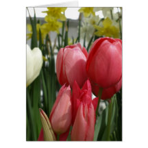 Tulipanes y narcisos tarjeta