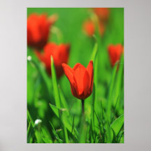 Tulpen Plakate