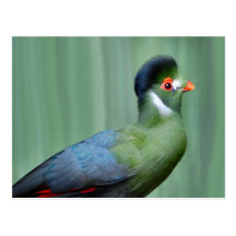 Turaco Blanco-Cheeked Postal