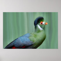 Turaco Blanco-Cheeked Impresiones