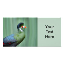 Turaco Blanco-Cheeked