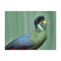 Turaco Blanco-Cheeked