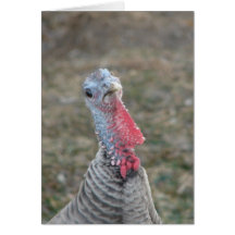 Turco, turco la gallina de Turquía Tarjetas