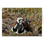 Turnstone rubicundo en jerarquía felicitación