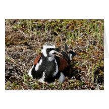 Turnstone rubicundo en jerarquía felicitación