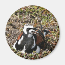 Turnstone rubicundo en jerarquía iman para frigorífico