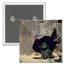 Turquía salvaje pins