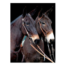 Twosome de la mula tarjetas postales