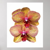 TwoYellow y poster magenta de las orquídeas