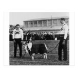 U.S. Mascota del equipo de fútbol de la cabra de l Postal