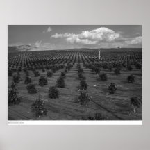 Última huerta de la fruta cítrica de los santos de posters