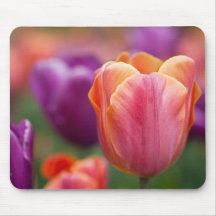 Último tulipán anaranjado y rosado tapete de raton