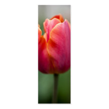 Último tulipán del rojo plantillas de tarjetas de visita