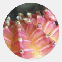 Ultra primer de un desierto rosado del cactus etiquetas  