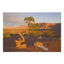 Un árbol del osteosperma del Juniperus del enebro  Fotografías