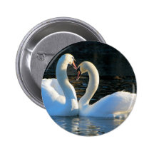 Un beso del corazón del cisne, reflexiones del amo pin