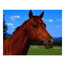 Un caballo que se coloca orgulloso comunicado personal  