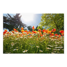 Un campo de tulipanes en un jardín impresiones fotográficas