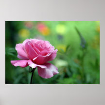 Un color de rosa perfecto poster
