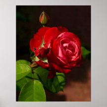 Un color de rosa posters