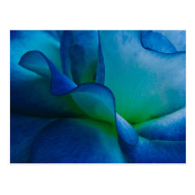 Un color de rosa rancio postal