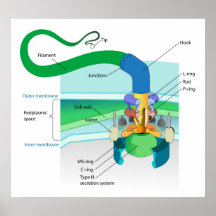 Un diagrama bacteriano gramnegativo del flagelo posters