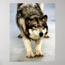 Un estiramiento grande del lobo impresiones