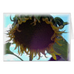 Un girasol muerto tarjetón