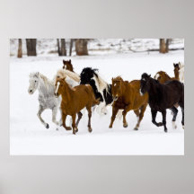Un invierno escénico de caballos corrientes en posters
