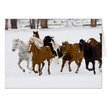 Un invierno escénico de caballos corrientes en tarjeta