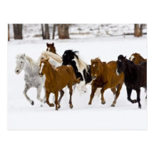 Un invierno escénico de caballos corrientes en postal