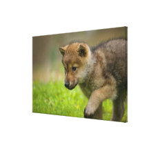 Un lobo del bebé impresion en lona