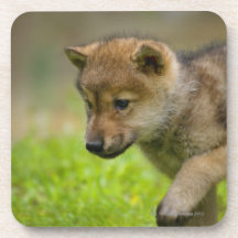 Un lobo del bebé posavaso