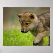 Un lobo del bebé posters