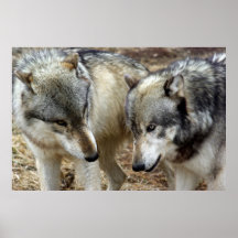 ¡Un lobo en problema otra vez!  Casi contacto visu Posters