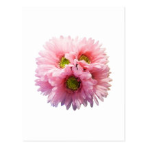 Un manojo de margaritas rosadas postales