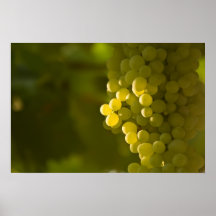 Un manojo de uvas blancas posters