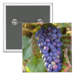 Un manojo de uvas del pinot negro en un Chambertin
