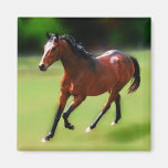 Un medio galope de los caballos iman