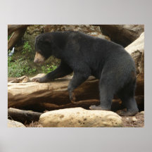 Un oso asiático posters