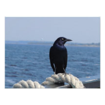 Un pájaro negro en el transbordador fotografias