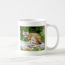 Un pequeño gatito canadiense tímido del lince tazas