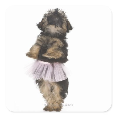 yorkies wiki yorkie poo wiki yorkies wiki yorkie poo wiki